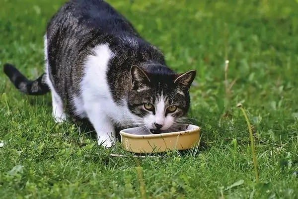 kucing makan