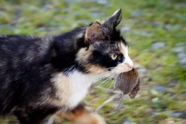 kucing makan tikus
