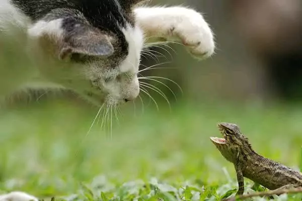 kucing suka kadal