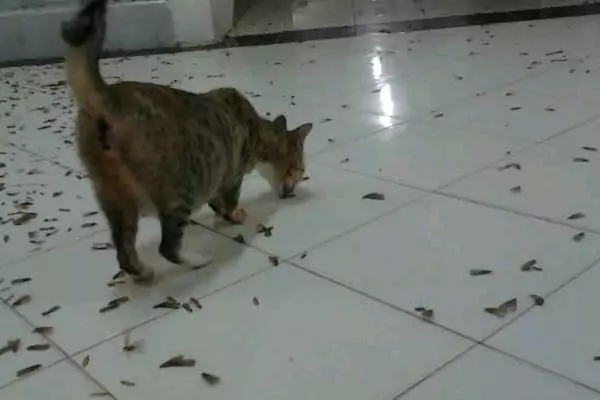 kucing makan laron
