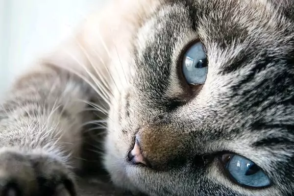 mata kucing biru