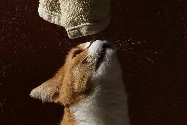 kucing mengendus bau manusia