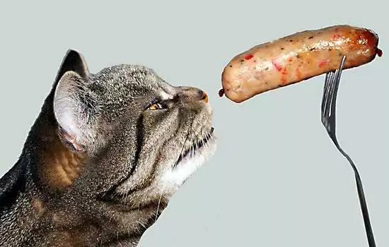 kucing makan sosis