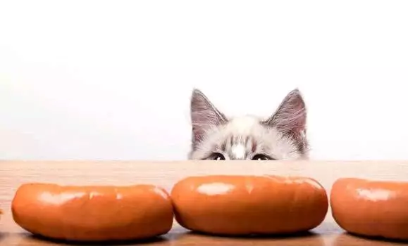 kucing suka sosis