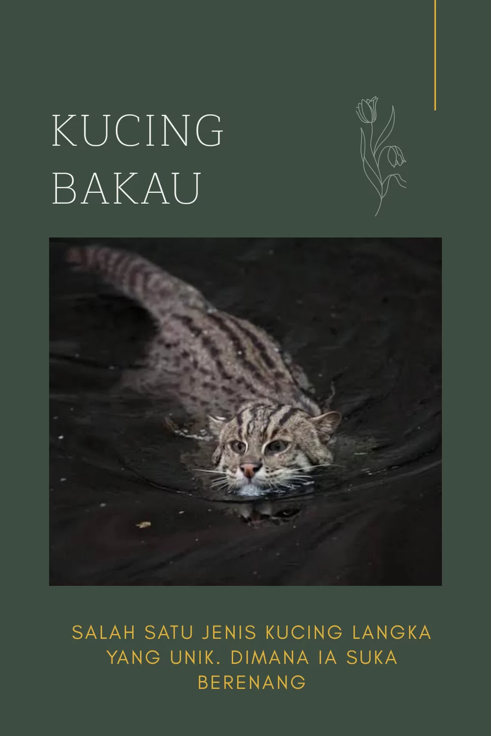Kucing bakau, kucing hutan yang dilindungi pemerintah