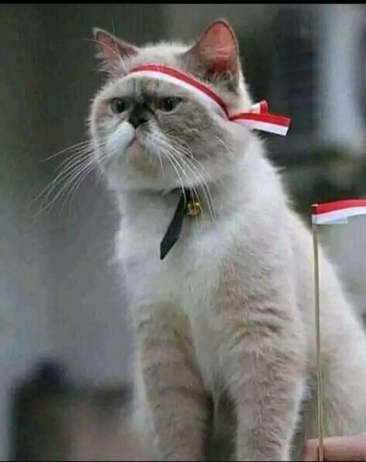 foto kucing kemerdekaan Indonesia