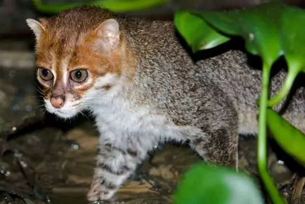 kucing tandang jenis kucing hutan yang dilindungi