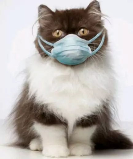 cara mengobati kucing flu