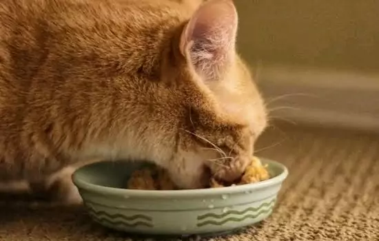 dry food untuk makanan kucing kampung