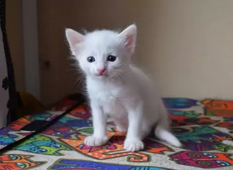 gambar anak kucing anggora warna putih