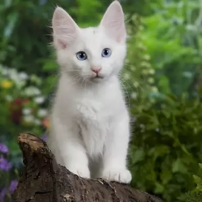 gambar anak kucing anggora putih