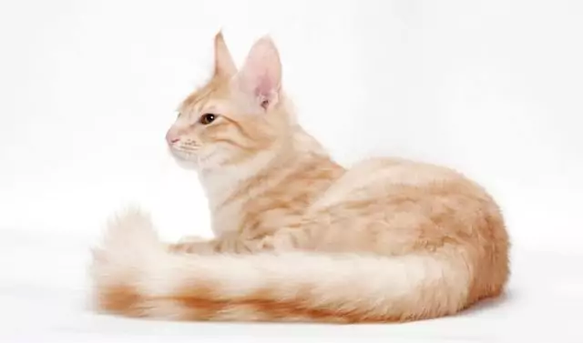 gambar kucing anggora mix kucing orange