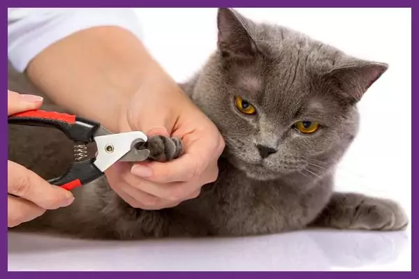 cara memotong kuku kucing