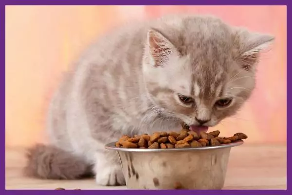 umur berapa anak kucing bisa makan