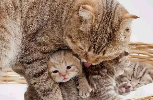 kucing makan anaknya sendiri 2