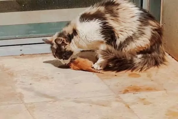 kucing makan anaknya sendiri