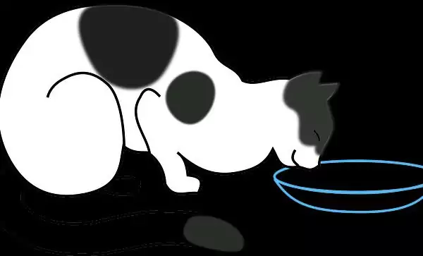 susu minuman untuk kucing hamil