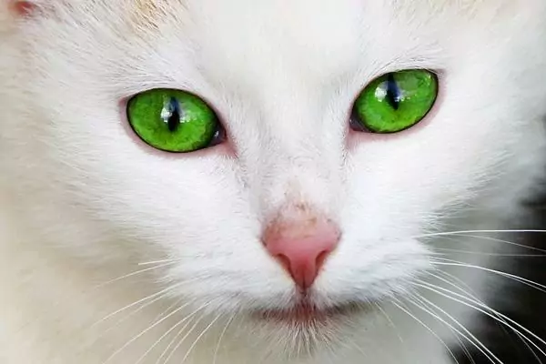 mata kucing hijau