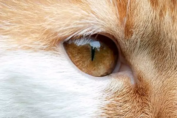 mata kucing emas