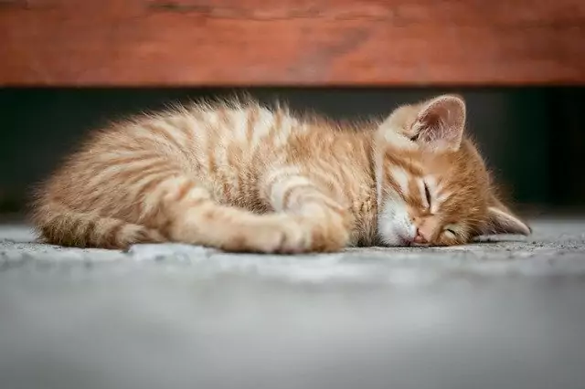 kucing tidur
