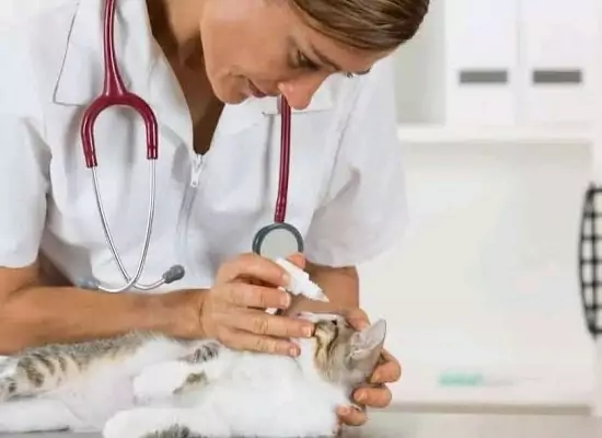 obat mata kucing belekan