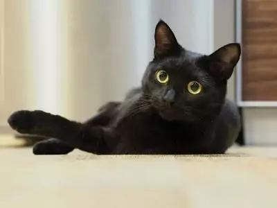 nama kucing hitam jantan dan betina