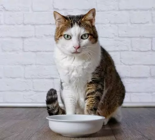 kucing minum susu