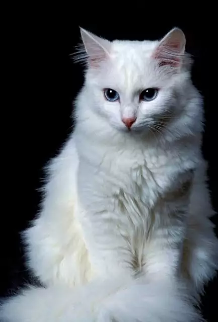 gambar kucing anggora cantik