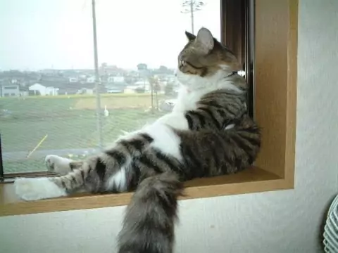 Gambar kucing galau di jendela