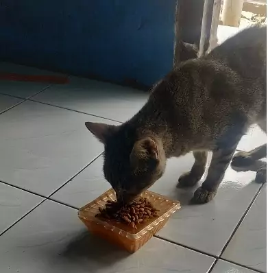 kucing makan prodiet