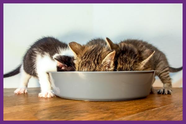 berapa hari anak kucing bisa makan bukan air susu ibu