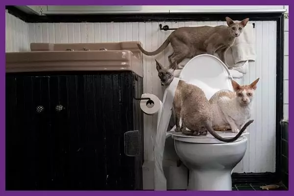 Cara melatih kucing pup di toilet