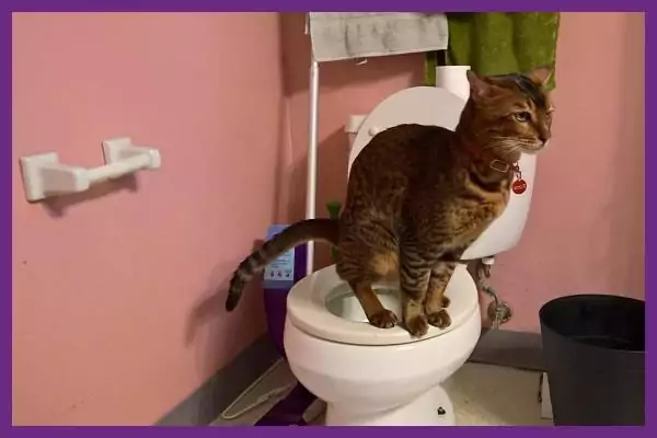 Cara melatih kucing pup di toilet