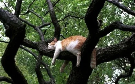 Rahasia di Balik Kebiasaan Kucingmu Tidur di Pohon