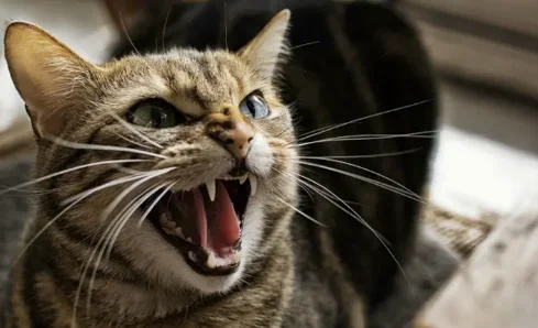Rahasia Perilaku Agresif Kucing terhadap Sesama Kucing